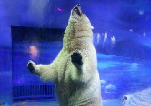 &quot;Pizza&quot; the polar bear stands up inside his enclosure at the Grandview Mall Aquarium in the southern Chinese city of G