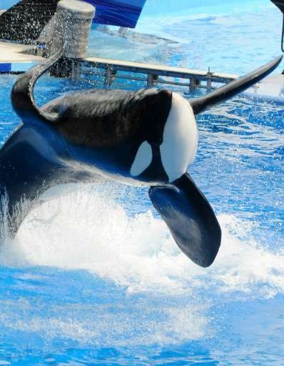 &quot;Tilikum&quot; appears during a performance at Sea World on March 30, 2011 in Orlando, Florida