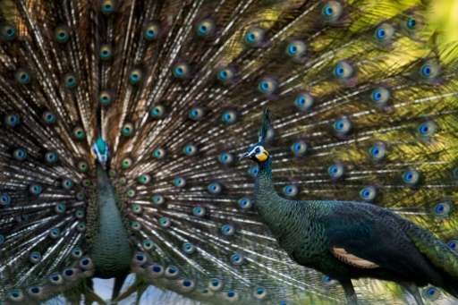 Rampant poaching and habitat loss under decades of military rule have slashed Myanmar's peacock population