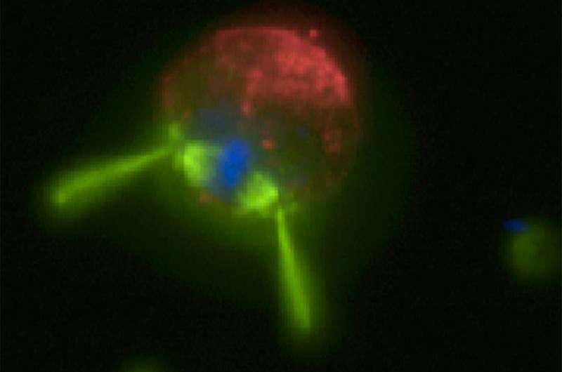 Random mutation, protein changes, tied to start of multicellular life