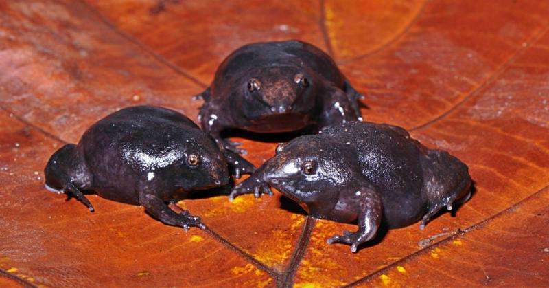 Rapid transformation turns clinging tadpoles into digging adult frogs