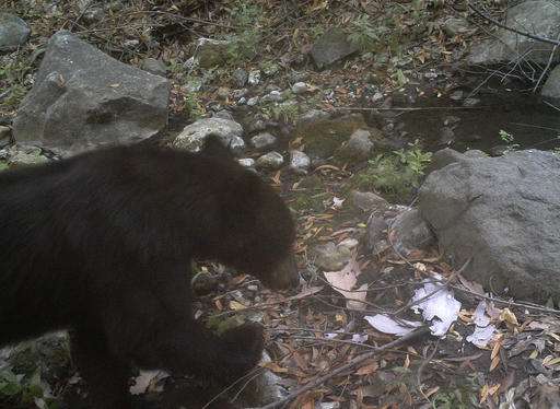 Rare black bear spotted in mountains west of Los Angeles