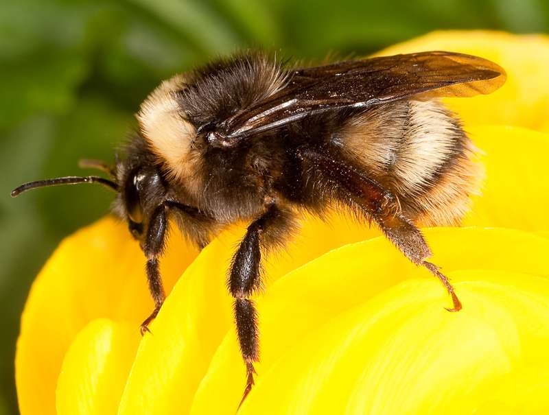 Rare bumble bee may be making a comeback in Pacific northwest