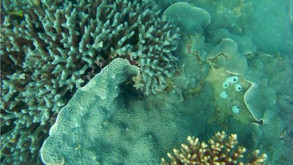 Rare chance at never-before-studied Kimberley reef