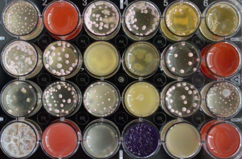 Rare fungus product reduces resistance to antibiotics
