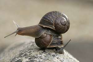 Rare, lonely ‘lefty’ snail seeks mate for love—and genetic study