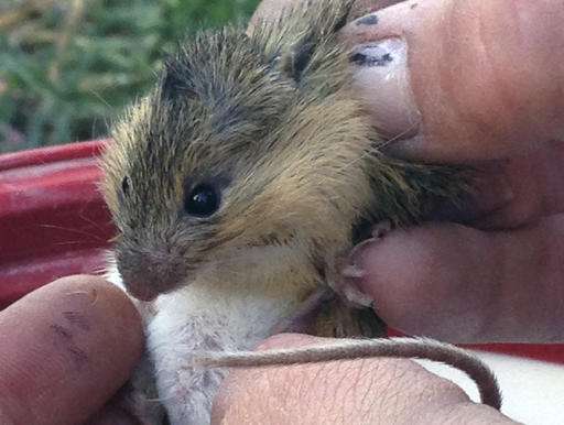Rare New Mexico meadow jumping mouse populations discovered