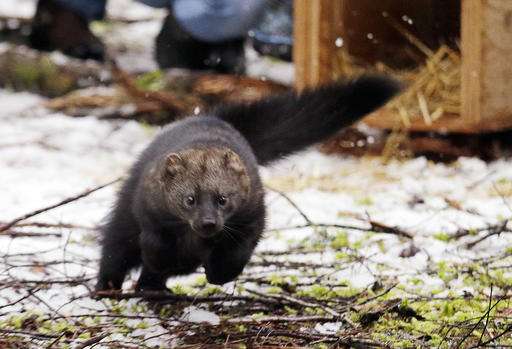 Rare weasel returns to historic range in Washington state