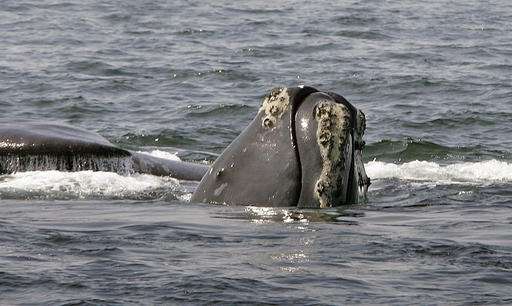 Rare whale's recovery hurt by entanglements, scientists say