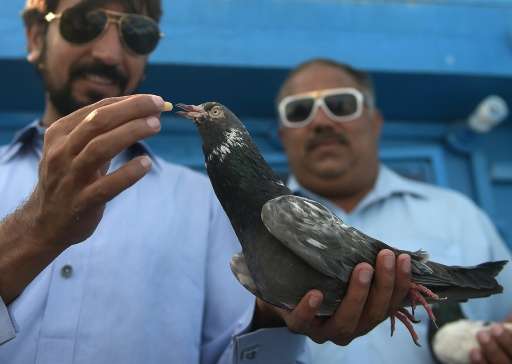Rather than being viewed as pests, these birds are champions of endurance who evoke a passionate following across Pakistan