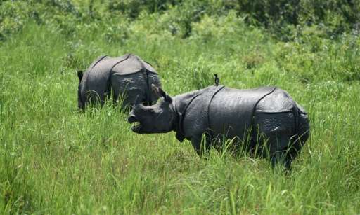 Recent years have seen an alarming upsurge in the slaughter of one-horned rhinos, whose horn is highly prized in neighbouring Ch