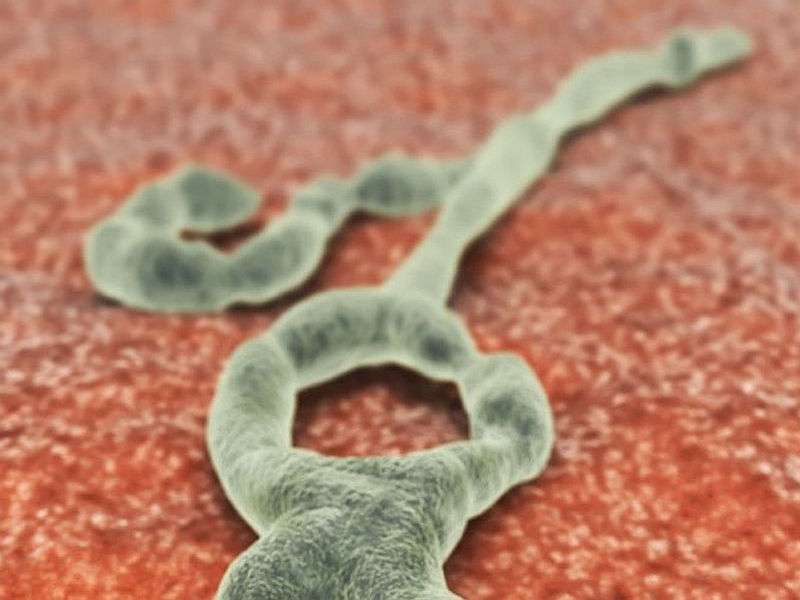 Recombinant type-5 vector-based ebola vaccine safe
