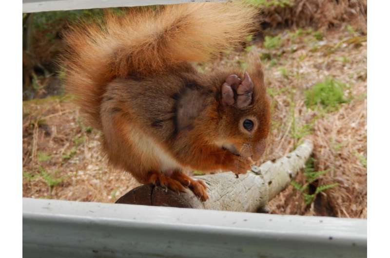 Red squirrels in the British Isles are infected with leprosy bacteria