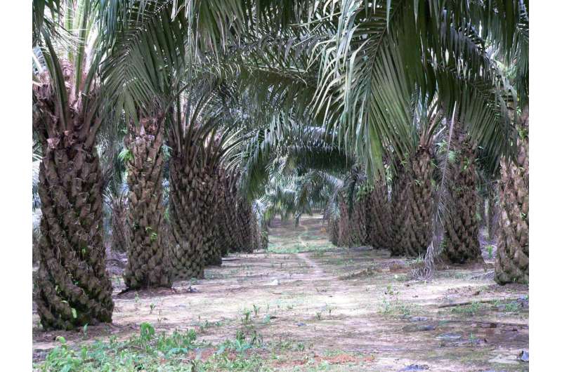 Reduced ecosystem functions in oil palm plantations