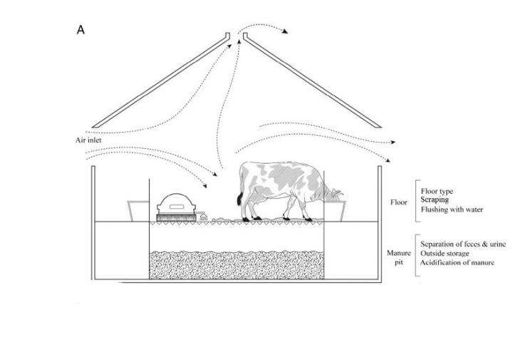 Reducing ammonia pollution from cattle