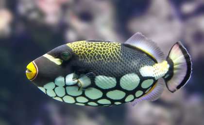 Reef fish see colours that humans can't