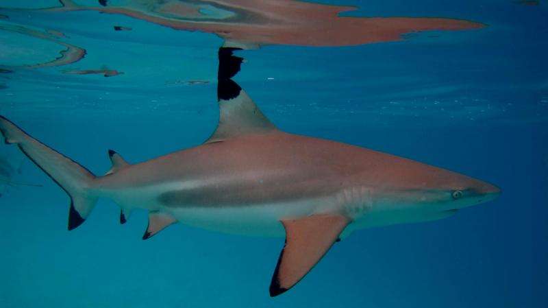 Reef sharks prefer bite-size meals
