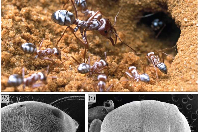 Reflective Saharan silver ant hairs thermoregulate, create bright color