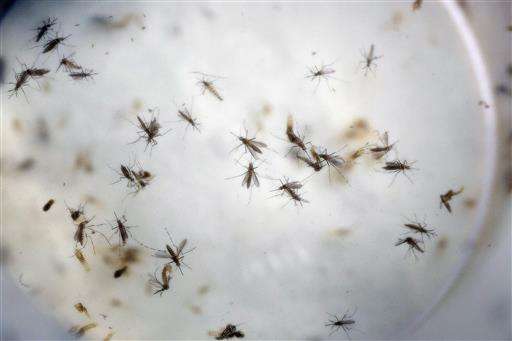 Release of altered mosquitoes to start in Cayman Islands
