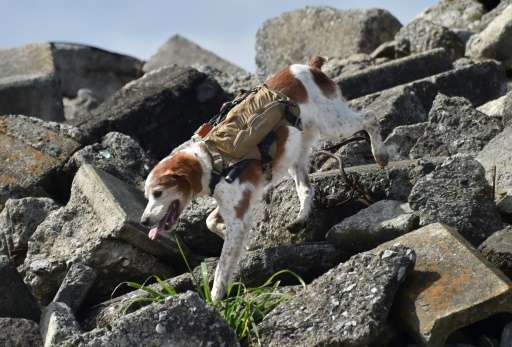 Rescue dog Gonta, wearing a backpack providing a live video feed and GPS data for rescuers, search for survivors during a traini