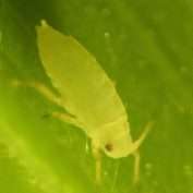 Research combats Russian wheat aphids in Australia