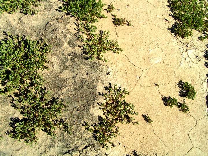 Researchers find microbial heat islands in the desert