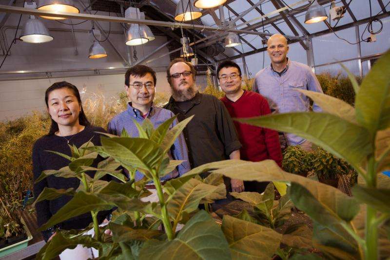 Researchers identify target of disease-causing plant pathogens