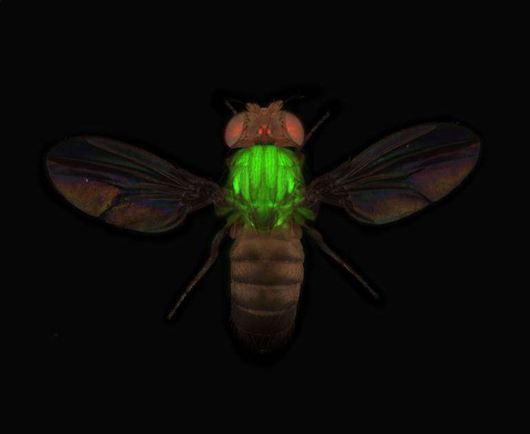Researchers visualize over 10,000 proteins of fruit flies