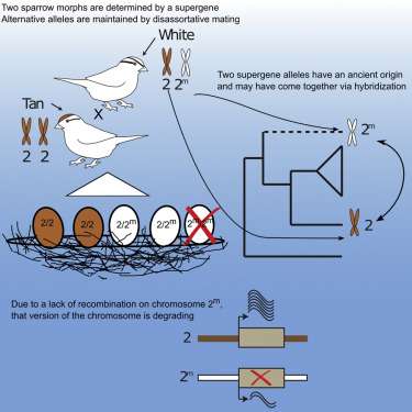 Researcher unlocks genetic secrets to birds’ behavior, evolution