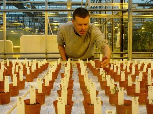 Researcher Wieger Wamelink inspects the plants grown in Mars and moon soil simulant in a research facility at the University of 