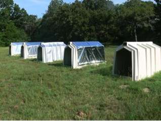 Research focuses on reducing heat stress for calves in plastic hutches