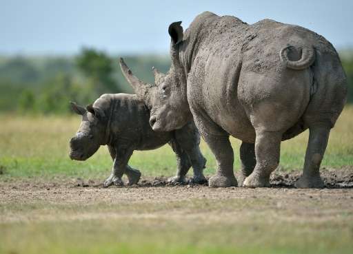 Rhinoceros and elephants are seen as the &quot;charismatic&quot; species that draw attention to the problem of poaching but are 