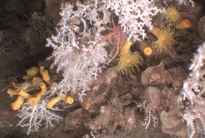 Rich coral communities discovered in Palamós Submarine Canyon in the Northwestern Mediterranian Sea