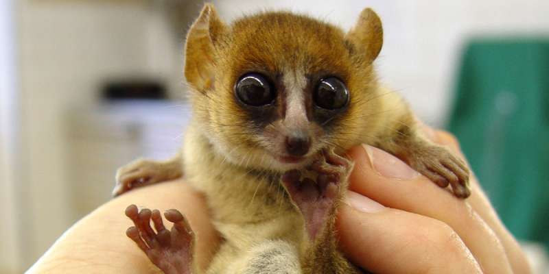 Ridiculously cute mouse lemurs hold key to Madagascar's past