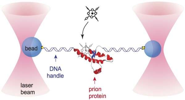Righting the wrongs of misfolded proteins
