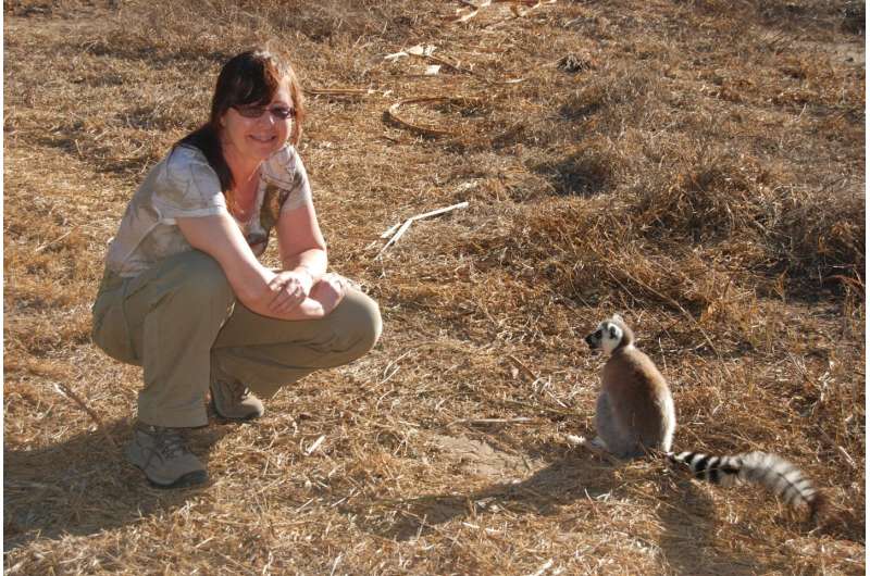 Ring-tailed lemurs: Going, going, gone?