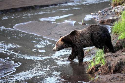 Rocky Mountain states prepare for return of grizzly hunts