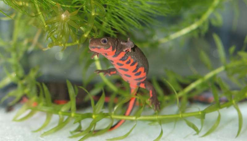 Role identified for key protein in regeneration of damaged newt retinas
