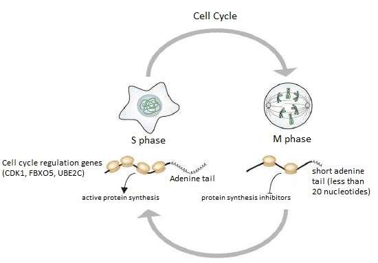 Role of poly(A) tails in mitosis