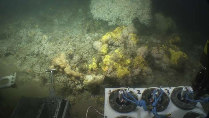 Role of sponges in cold-water coral reefs investigated