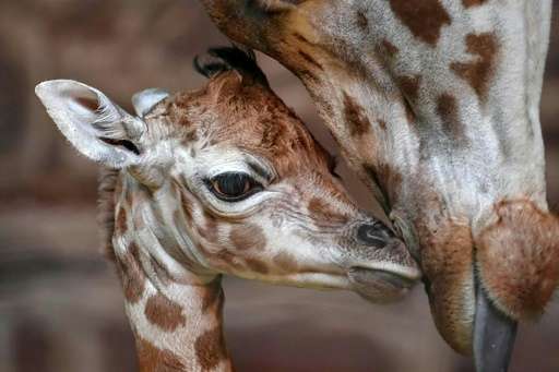 Rothschild's giraffes are one of the world's most at-risk species and fewer than 1,600 exist in the wild