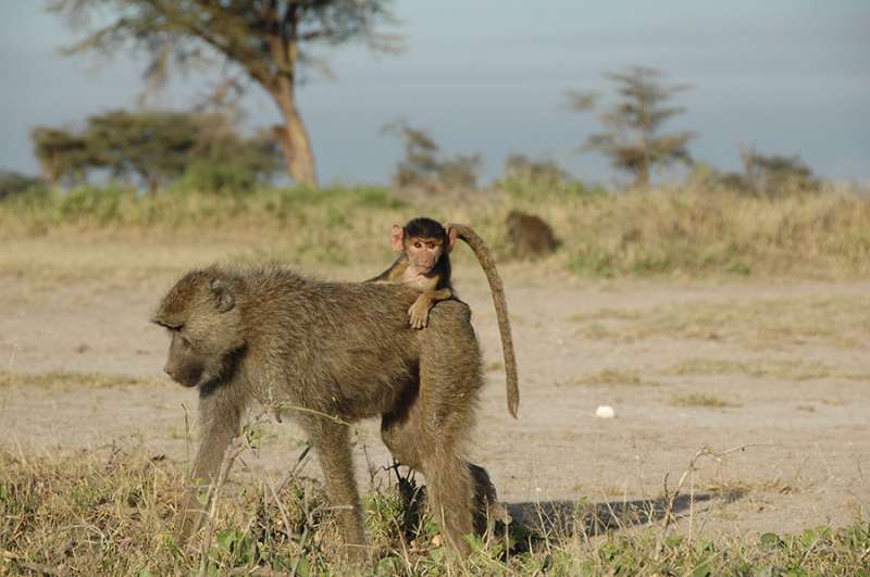 Rough childhoods have ripple effects for wild baboons