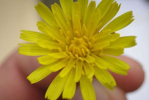 Rubber from Russian dandelions: a serious European alternative to rubber tree plantations
