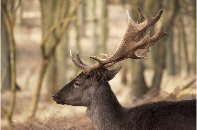 Rudolph's antlers inspire next generation of unbreakable materials