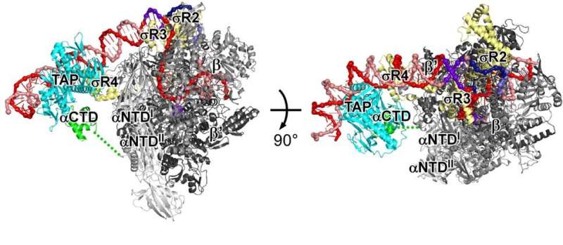 Rutgers researchers show how gene activation protein works