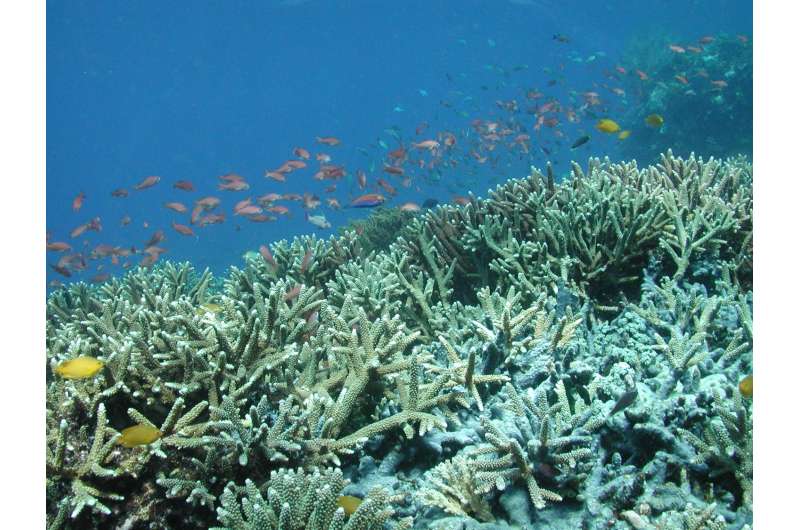 Rutgers scientists help create world's largest coral gene database
