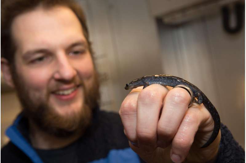 Salamanders brave miles of threatening terrain for the right sex partner