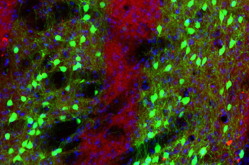 Salk scientists map brain's action center