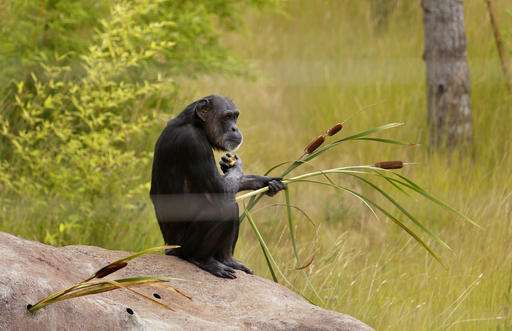 Sanctuaries across US prepare for influx of lab chimpanzees