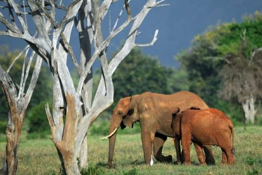 Savanna elephants have declined at a rate of 27,000—or eight percent—per year, with a total of 144,000 lost in less than a decad